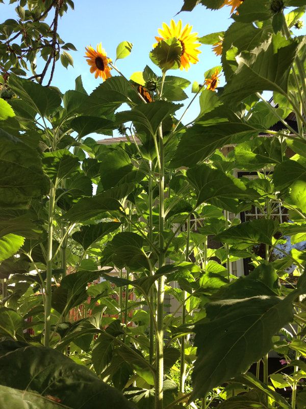 A forest of thick sunflower stems with big green heart-shaped leaves and golden sunflowers with dark centers high above against a bright blue sky. There is a house in the background but you can barely see it through all the sunflowers.