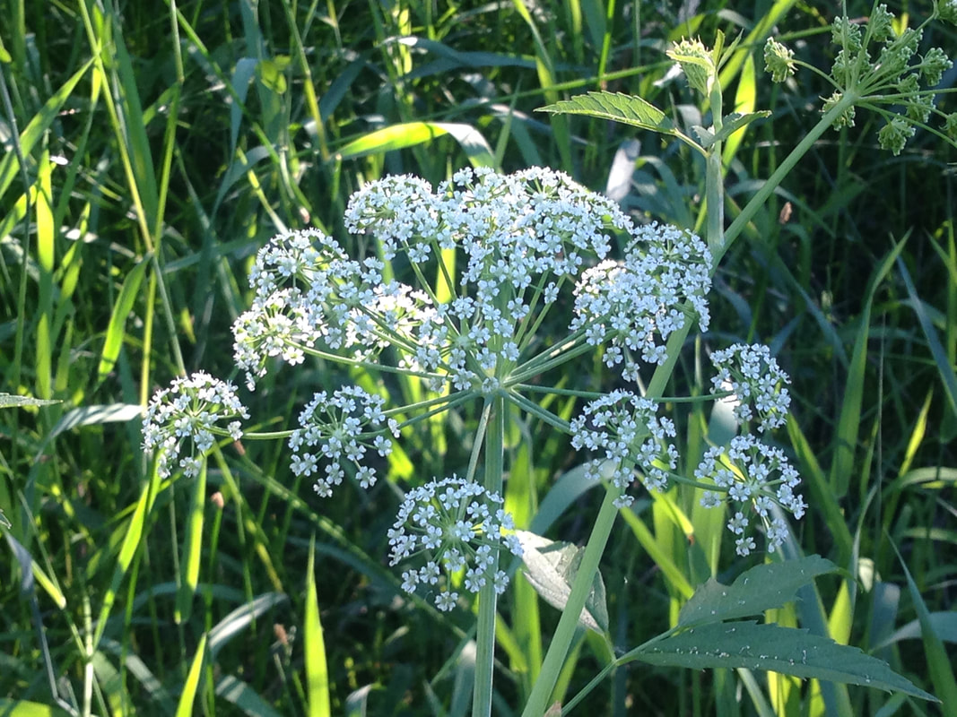 In the foreground, there is a flowering plant with a tall stem, and at the top the stem branches out into a spherical starburst of smaller stems, and each of those ends in another spherical starburst of smaller stems, and those stems re capped with tiny white five-petaled flowers with round white centers. In the background, sun shines through green grass. 